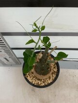 4824 「塊根植物」アデニア スピノーサ 植え【発根未確認・Adenia spinosa・多肉植物・丸株】_画像2