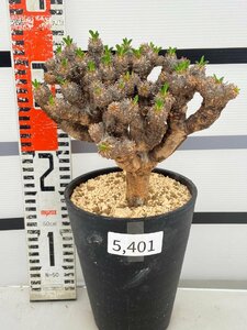 5401 「多肉植物」ユーフォルビア ギラウミニアナ 　植え【発根未確認・Euphorbia guillauminiana・発芽開始】