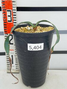 5404 「裸子植物」ウェルウィッチア　ミラビリス　植え【発根・奇想天外・Welwitschia mirabilis】