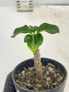 5324 「実生」パキポディウム ウィンゾリ 【種から発芽・発根・Pachypodium windsorii・塊根植物】