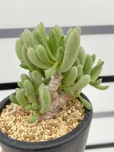 4669 「実生」オトンナ クラビフォリア 植え【発根未確認・多肉植物・Othonna clavifolia・・葉落ちします】_画像2