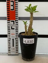 4830 「実生」パキポディウム マカイエンセ 植え【種から発芽！・発根・Pachypodium makayense・塊根植物】_画像1