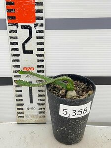 5358 「実生」ユーフォルビア　ステラータ【発根・Euphorbia stellata・飛竜・多肉植物】