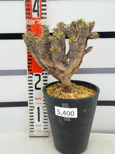5400 「多肉植物」ユーフォルビア ギラウミニアナ 　植え【発根未確認・Euphorbia guillauminiana・発芽開始】