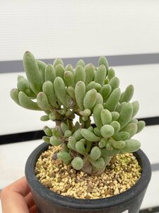 4663 「実生」オトンナ クラビフォリア 植え【発根未確認・多肉植物・Othonna clavifolia・・葉落ちします】