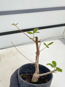 5296 「実生」コミフォラ オルビクラリス【発根・commiphora orbicularis・塊根植物】