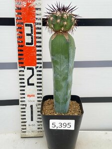 5395 「接ぎ木サボテン」詳細品種不明株 植え【発根・美株・多肉植物】