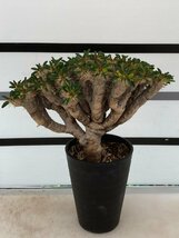 4795 「多肉植物」ユーフォルビア ギラウミニアナ 植え【発根・Euphorbia guillauminiana・発芽開始】_画像2