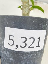 5321 「実生」パキポディウム ウィンゾリ 【種から発芽・発根・Pachypodium windsorii・塊根植物】_画像5