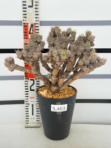 5403 「多肉植物」ユーフォルビア ギラウミニアナ 　植え【発根未確認・Euphorbia guillauminiana・発芽開始】