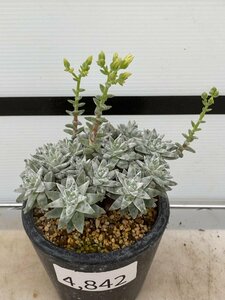 4842 「多肉植物」ダドレア グノマ 植え【発根未確認・・塊根植物・美株・Dudleya gnoma・検）グリーニー】