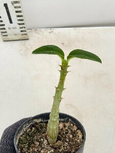5326 「実生」パキポディウム ウィンゾリ 【種から発芽・発根・Pachypodium windsorii・塊根植物】