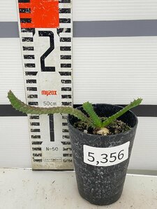 5356 「実生」ユーフォルビア　ステラータ【発根・Euphorbia stellata・飛竜・多肉植物】