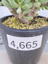 4665 「実生」オトンナ クラビフォリア 植え【発根未確認・多肉植物・Othonna clavifolia・・葉落ちします】_画像3