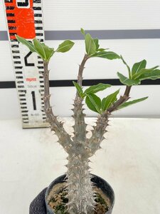 5330 「実生」パキポディウム マカイエンセ 植え【種から発芽！・発根・Pachypodium makayense・塊根植物】