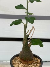 4826 「塊根植物」アデニア スピノーサ 植え【発根未確認・Adenia spinosa・多肉植物・丸株】_画像4