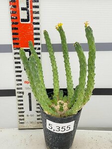 5355 「実生株」ユーフォルビア　イネルミス【多肉植物・種から発芽！・Euphorbia inermis・九頭竜】