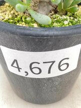 4676 「実生」オトンナ クラビフォリア 植え【発根未確認・多肉植物・Othonna clavifolia・・葉落ちします】_画像3