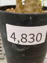 4830 「実生」パキポディウム マカイエンセ 植え【種から発芽！・発根・Pachypodium makayense・塊根植物】_画像6