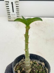 5327 「実生」パキポディウム ウィンゾリ 【種から発芽・発根・Pachypodium windsorii・塊根植物】