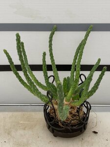 4855 「実生」ユーフォルビア イネルミス 抜き苗【塊根植物・Euphorbia inermis・地植え株】（