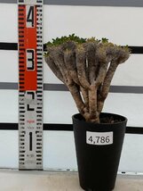 4786 「多肉植物」ユーフォルビア ギラウミニアナ 植え【発根・Euphorbia guillauminiana・発芽開始】_画像4