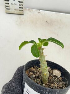 5325 「実生」パキポディウム ウィンゾリ 【種から発芽・発根・Pachypodium windsorii・塊根植物】