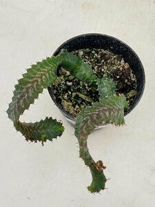 5357 「実生」ユーフォルビア　ステラータ【発根・Euphorbia stellata・飛竜・多肉植物】