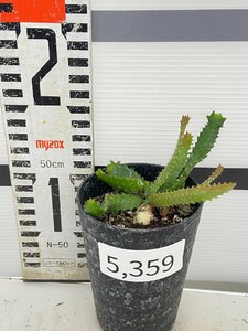 5359 「実生」ユーフォルビア　ステラータ【発根・Euphorbia stellata・飛竜・多肉植物】