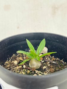 5201 「実生株」パキポディウム デンシカウレ【Pachypodium Densicaule・恵比寿大黒・多肉植物・塊根植物・発根】