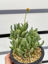 4677 「実生」オトンナ クラビフォリア 植え【発根未確認・多肉植物・Othonna clavifolia・・葉落ちします】_画像1