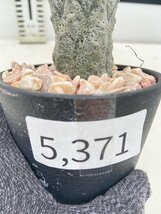 5371 「多肉植物I」ユーフォルビア アブデルクリ 植え【接ぎ木・Euphorbia abdelkuri・発根】_画像3