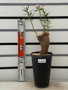 4865 「塊根植物」パキポディウム サキュレンタム 植え【発根未確認・花落ちします・多肉植物・succulentum】