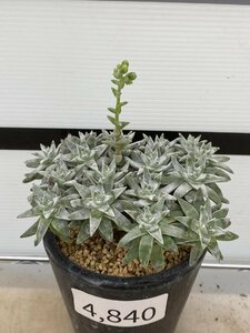 4840 「多肉植物」ダドレア グノマ 植え【発根未確認・・塊根植物・美株・Dudleya gnoma・検）グリーニー】