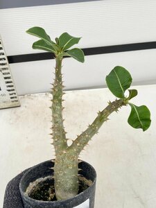 5333 「実生」パキポディウム マカイエンセ 植え【種から発芽！・発根・Pachypodium makayense・塊根植物】