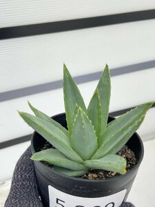 5209 「多肉植物」アロエ ポリフィラ【実生・成長順調厳選株・Aloe polyphylla・多肉植物・発根】