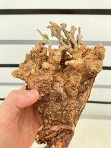 5598 「塊根植物」ケラリア ピグマエア XL 抜き苗【5/13最新到着・多肉植物・Ceraria pygmaea・特大品大放出！・枯れ枝アリ】_画像1