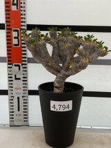 4794 「多肉植物」ユーフォルビア ギラウミニアナ 植え【発根・Euphorbia guillauminiana・発芽開始】_画像4