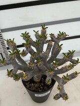 4794 「多肉植物」ユーフォルビア ギラウミニアナ 植え【発根・Euphorbia guillauminiana・発芽開始】_画像5