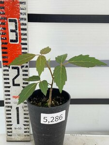 5286 「実生」キフォステンマ？ 詳細品種不明 植え【違うかも・発根・塊根植物・Cyphostemma・葉落ちします】