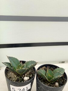 5241 「激レア高級品種」アガベ チタノタ 白鯨 2株セット【発根・多肉植物・Agave Titanota White Whale】