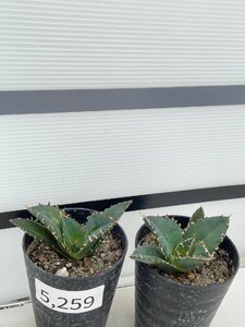 5259 「激レア高級品種」アガベ チタノタ 白鯨 2株セット【発根・多肉植物・Agave Titanota White Whale】