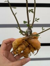 4801 「実生」アデニア サブセシリフォリア 抜き苗【Adenia subsessilifolia・塊根植物・地植え株】_画像1