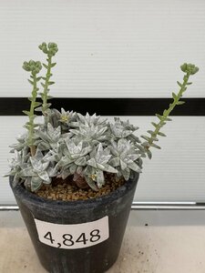 4848 「多肉植物」ダドレア グノマ 植え【発根未確認・・塊根植物・美株・Dudleya gnoma・検）グリーニー】