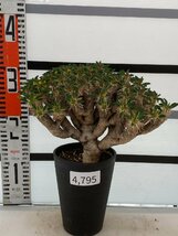 4795 「多肉植物」ユーフォルビア ギラウミニアナ 植え【発根・Euphorbia guillauminiana・発芽開始】_画像4