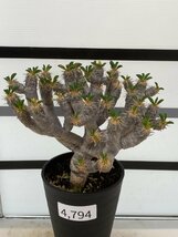 4794 「多肉植物」ユーフォルビア ギラウミニアナ 植え【発根・Euphorbia guillauminiana・発芽開始】_画像1