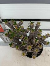 4786 「多肉植物」ユーフォルビア ギラウミニアナ 植え【発根・Euphorbia guillauminiana・発芽開始】_画像5