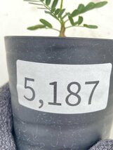 5187 「実生」センナ　メリディオナリス【種から発芽！・発根・Senna meridionalis・葉落ちします】_画像3