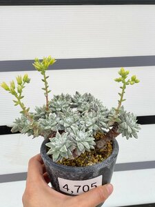 4705 「多肉植物」ダドレア グノマ 植え【発根未確認・・塊根植物・美株・Dudleya gnoma・検）グリーニー】