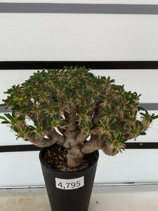 4795 「多肉植物」ユーフォルビア ギラウミニアナ 植え【発根・Euphorbia guillauminiana・発芽開始】